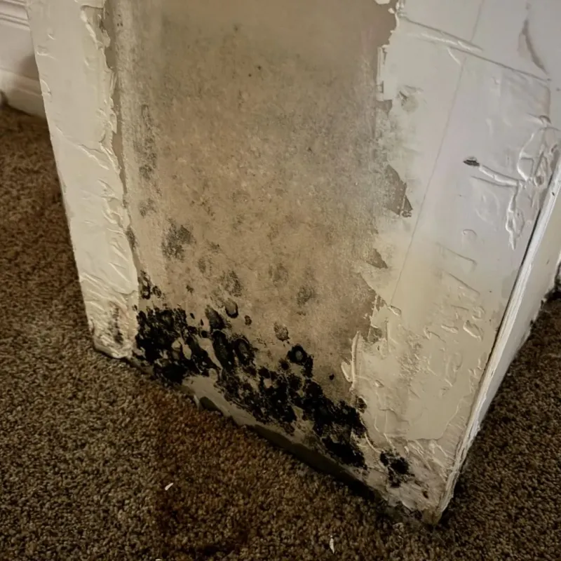 Professional Mold Removal in Rising Sun, IN